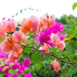 AVT Như Yến
